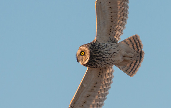 Short-eared Owl