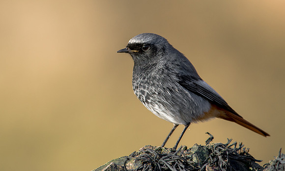 Black Redstart