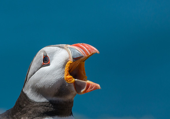 Puffin