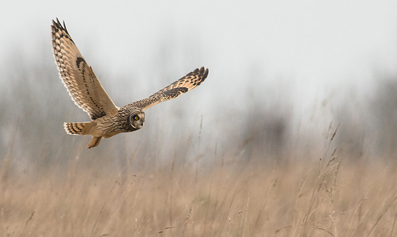 Short-eared Owl