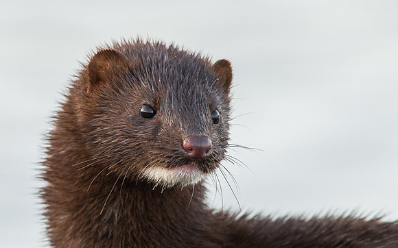 Mink