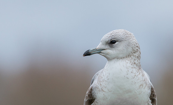 Common Gull (juvenile)